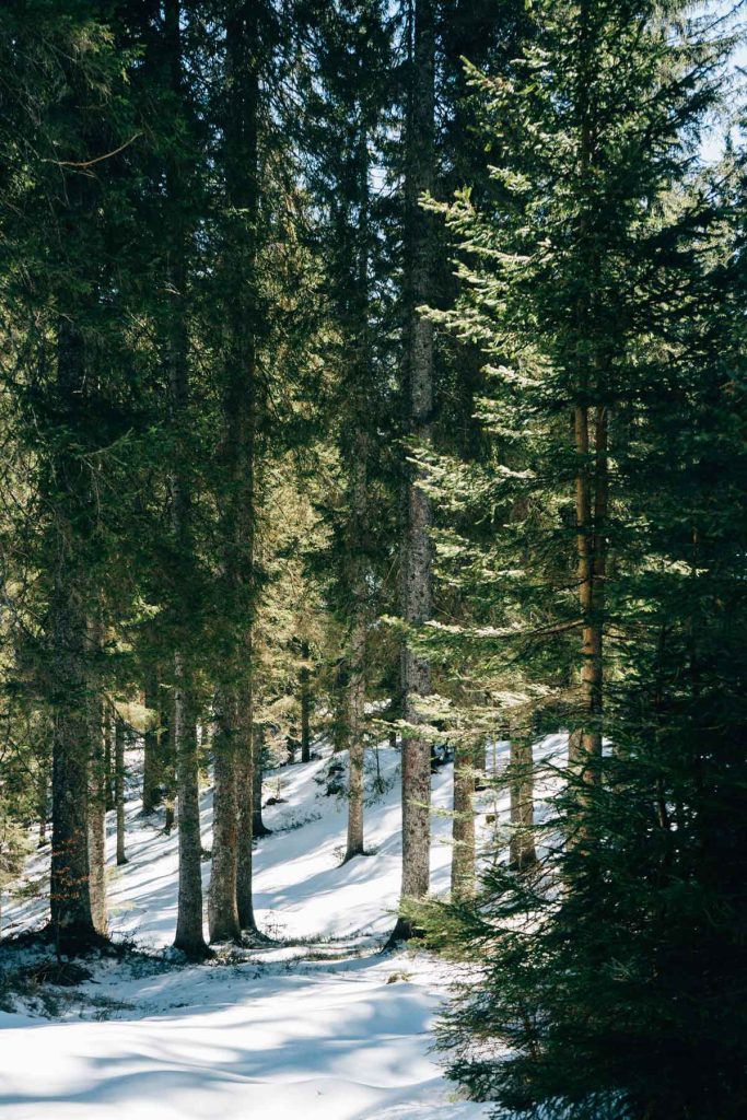 Forest daytime with pine trees