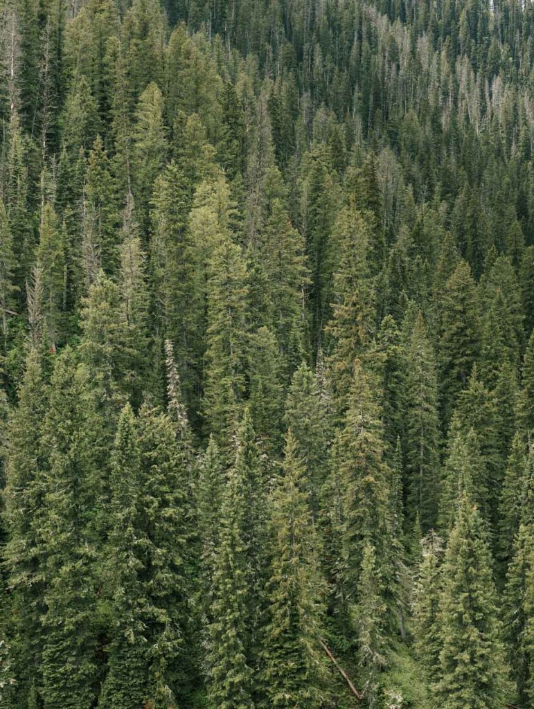 Vertical aerial shot green full spruce fir forest daylight